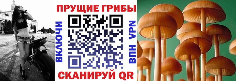 Псилоцибиновые грибы Psilocybine cubensis  купить закладку  Оханск 